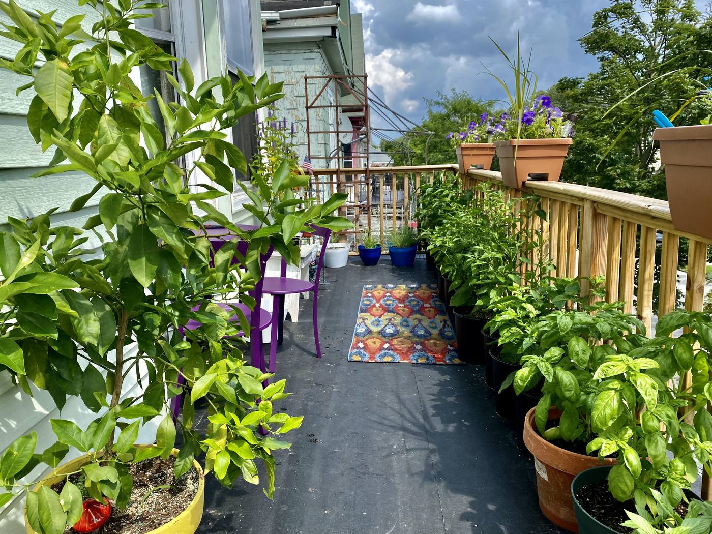 Lush container garden with a lemon tree and herbs on a second-floor apartment balcony in Buffalo, New York
