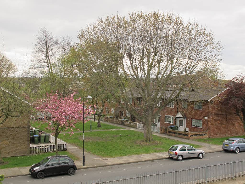 Houses and mature trees off Sewell Road