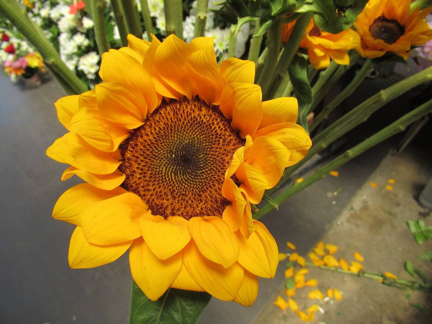 A sunflower in close-up, a plant study subject