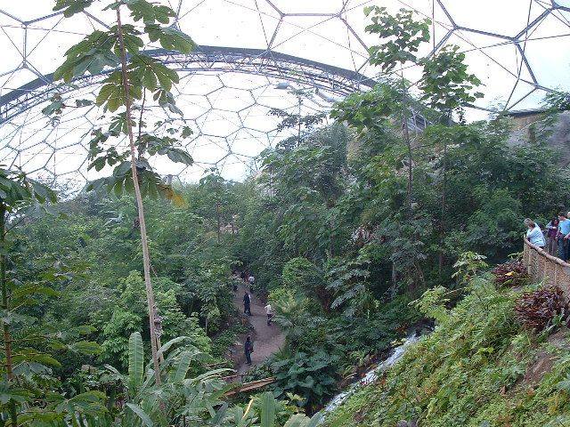 The lush interior of the Humid Tropics Biome at the Eden Project, under its geodesic dome