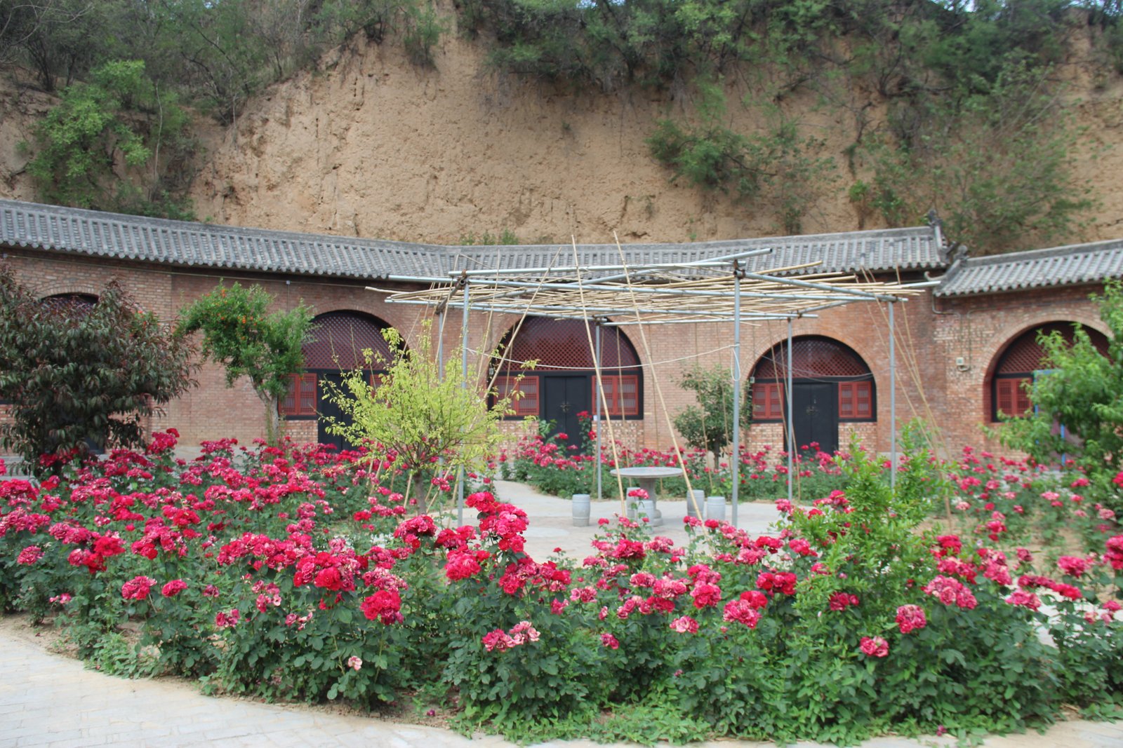 Yaodong cave dwellings, their arched fronts cut into the loess hillside, with a garden in front