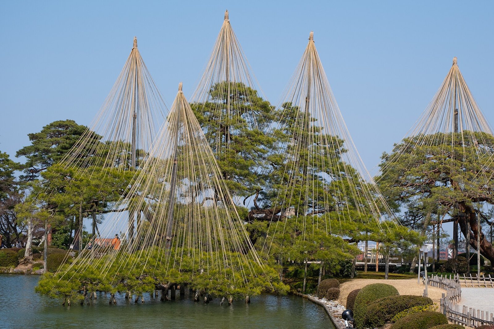 Winter rope-work over the pines at Kenrokuen garden in Kanazawa