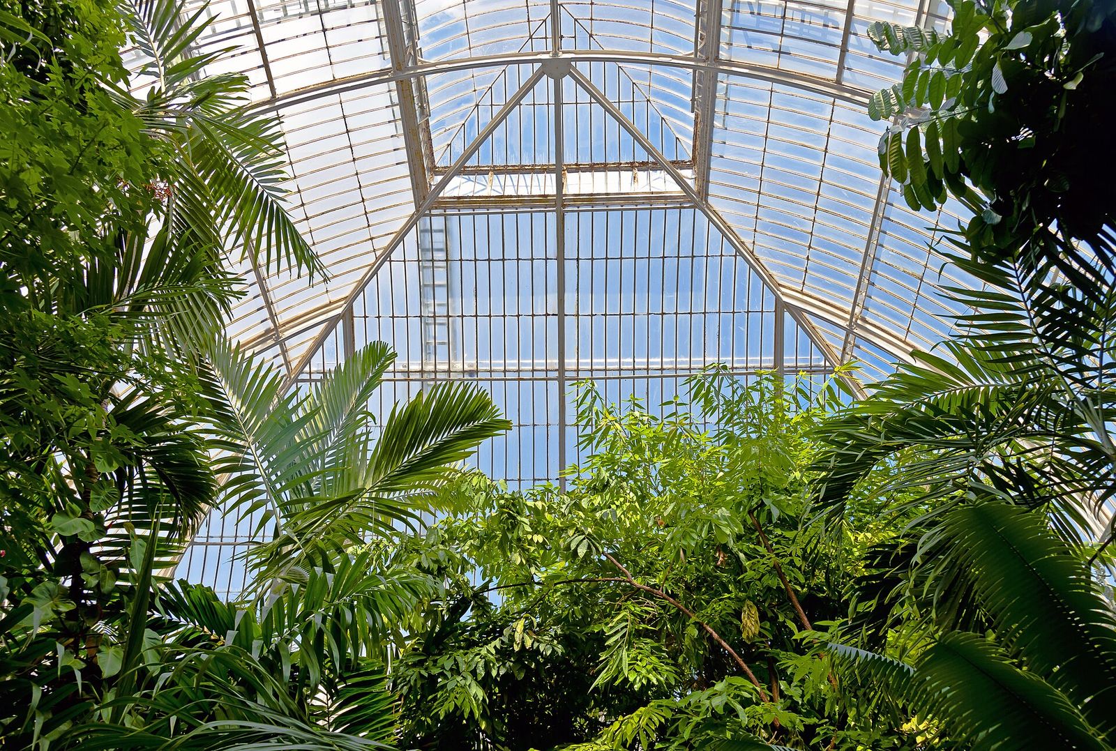 Looking up to the curved glass roof at the centre of the Palm House at Kew