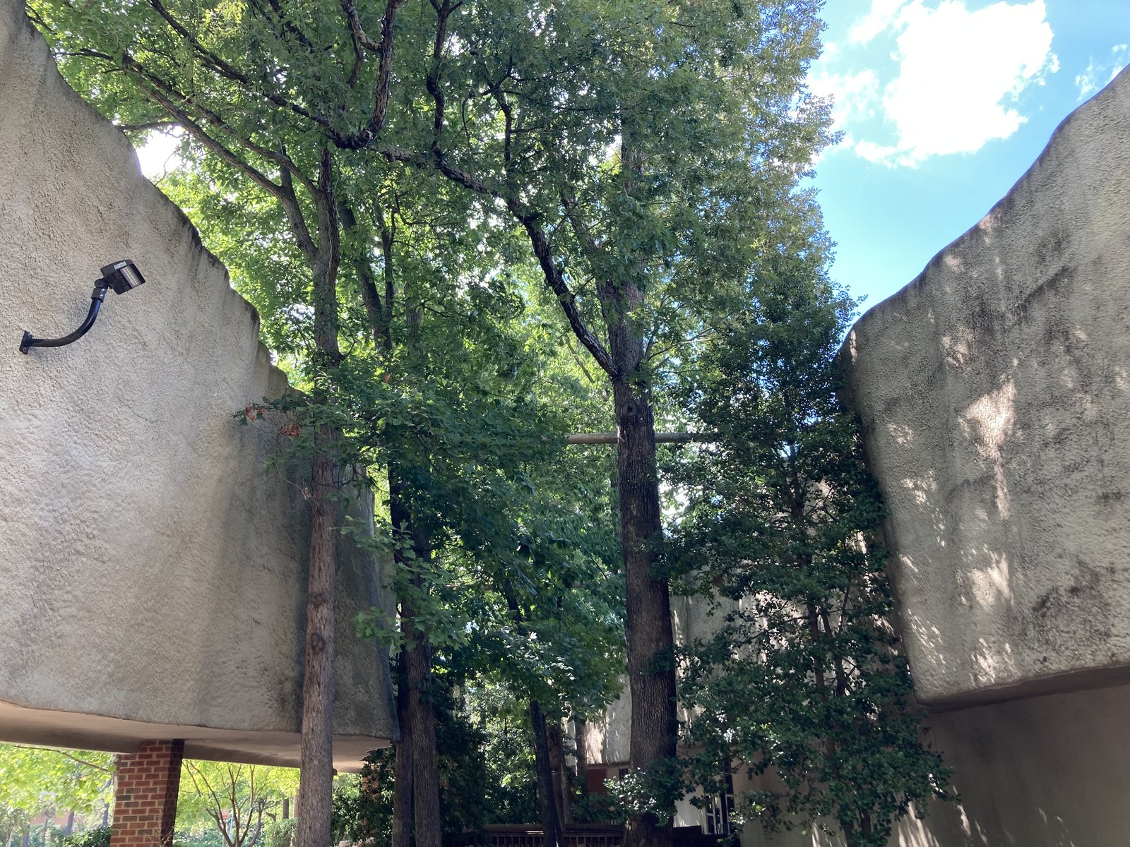 Trees growing between the two curved stucco walls of the former BEST Products Forest Showroom in Richmond, Virginia.