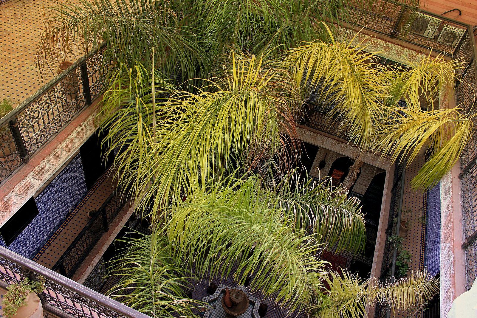 The courtyard of a Marrakech riad, planted with palms and open to the sky