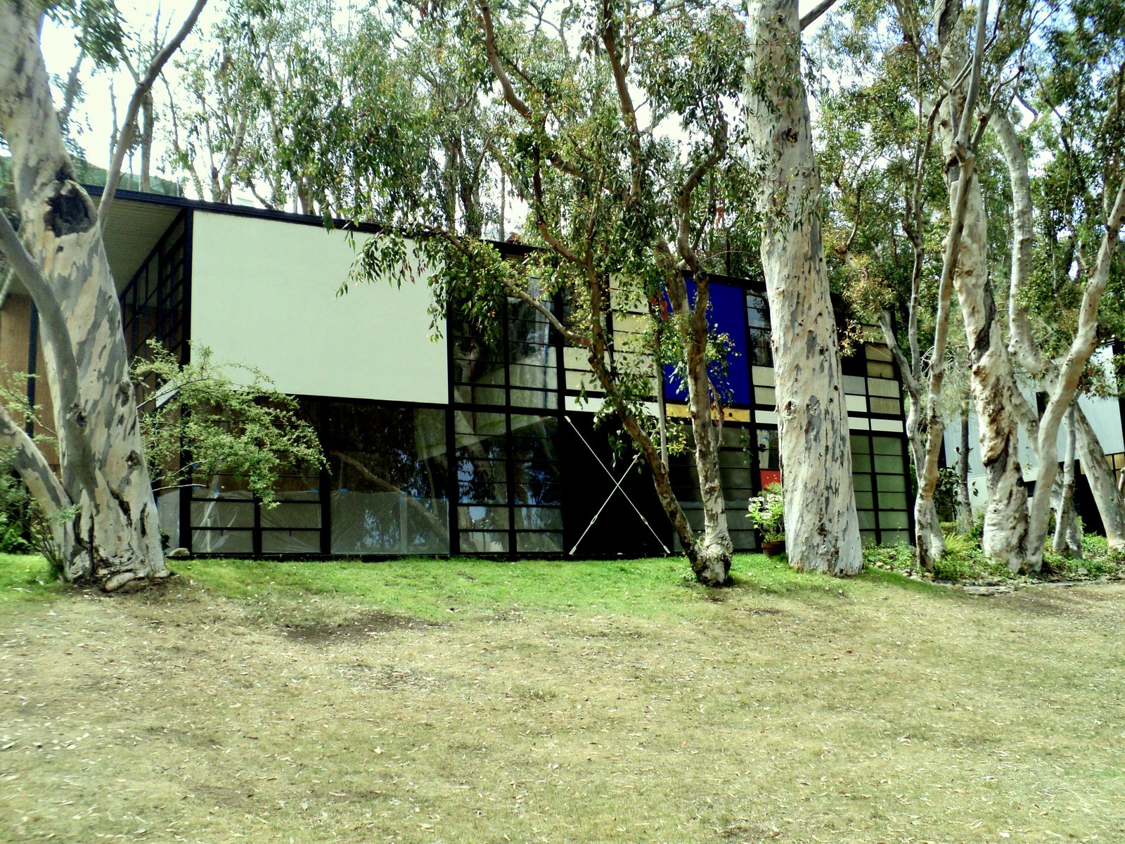 The Eames House from the lawn, its blue panel and glass walls among eucalyptus trees